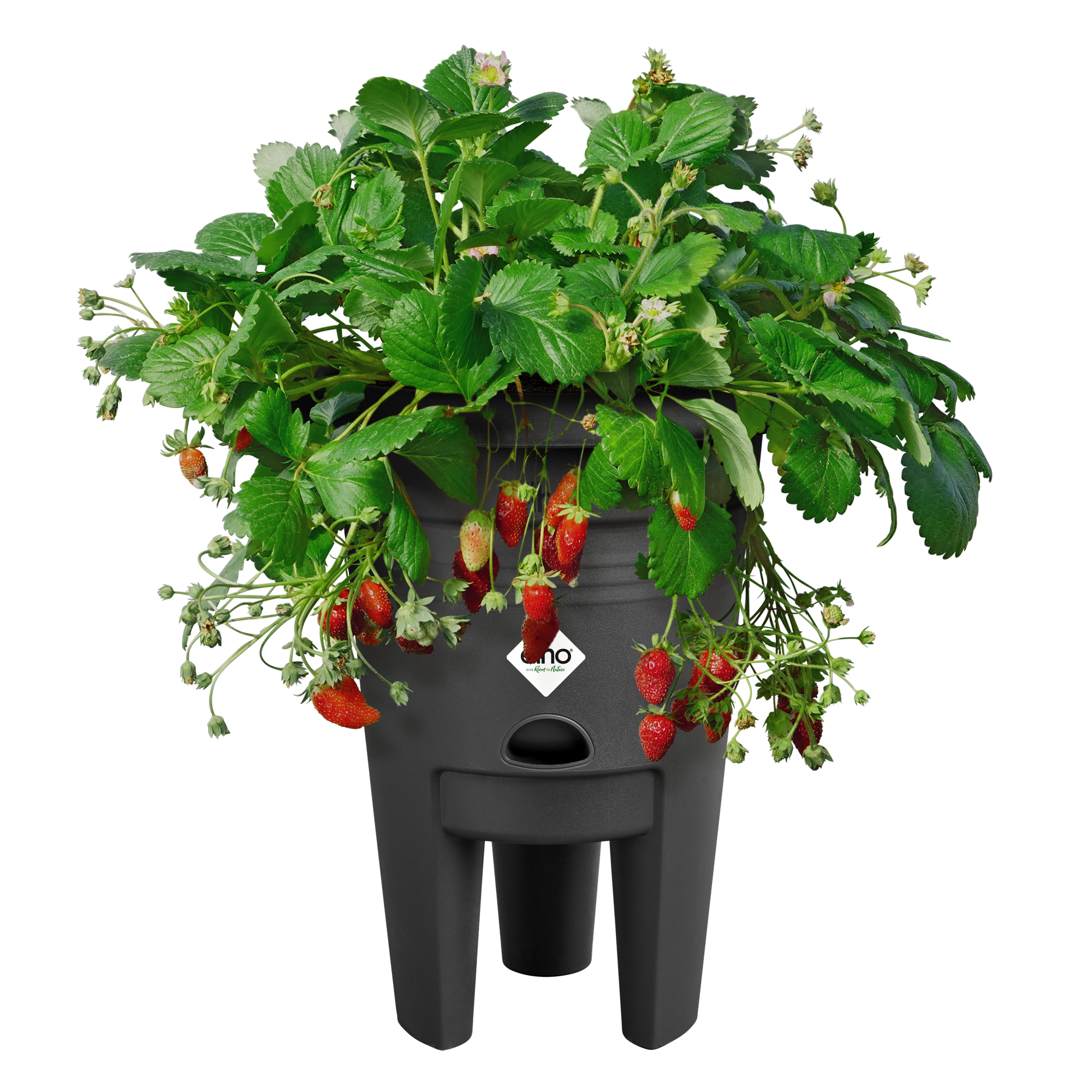 Ghiveci pentru cultivarea capsunilor - Green Basics Strawberry pot 33 living black - imagine 4