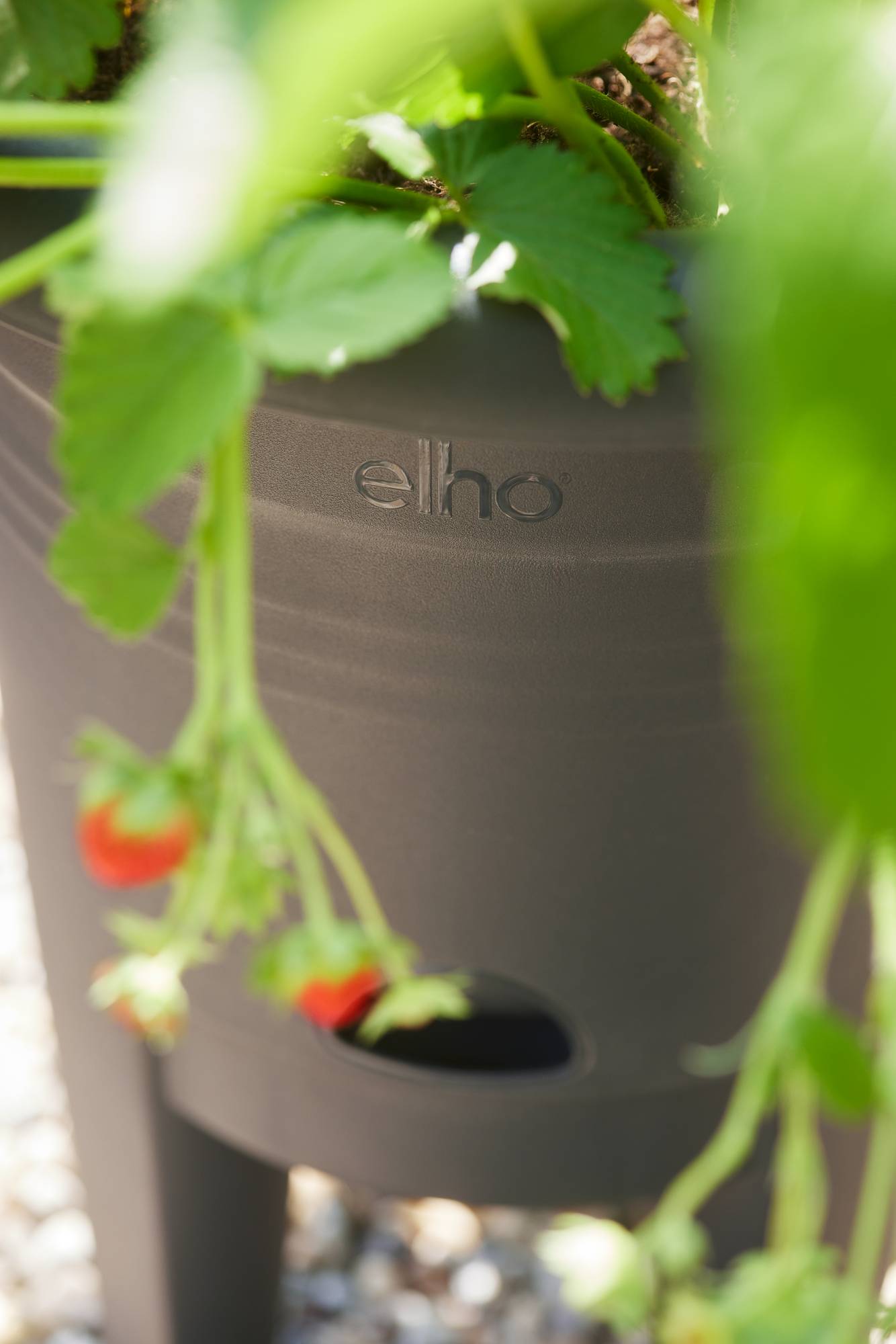 Ghiveci pentru cultivarea capsunilor - Green Basics Strawberry pot 33 living black - imagine 5