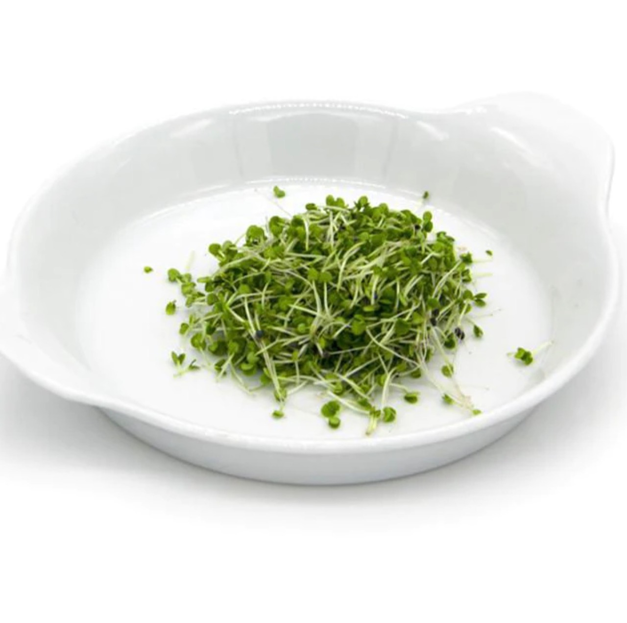 Seminte micro-plante pentru consum Microgreen BIO Blumen, soi Basilico Verde - Busuioc Italian - imagine 5