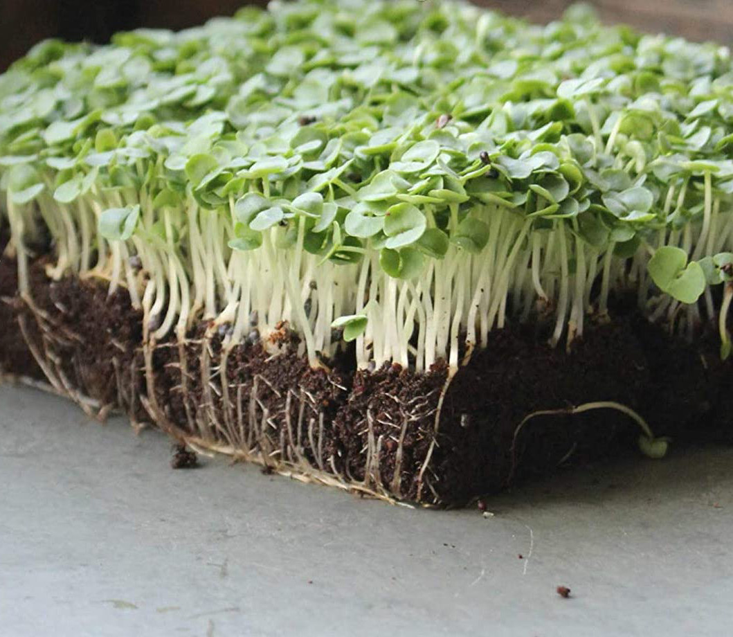 Seminte micro-plante pentru consum Microgreen BIO Blumen, soi Basilico Verde - Busuioc Italian - imagine 3