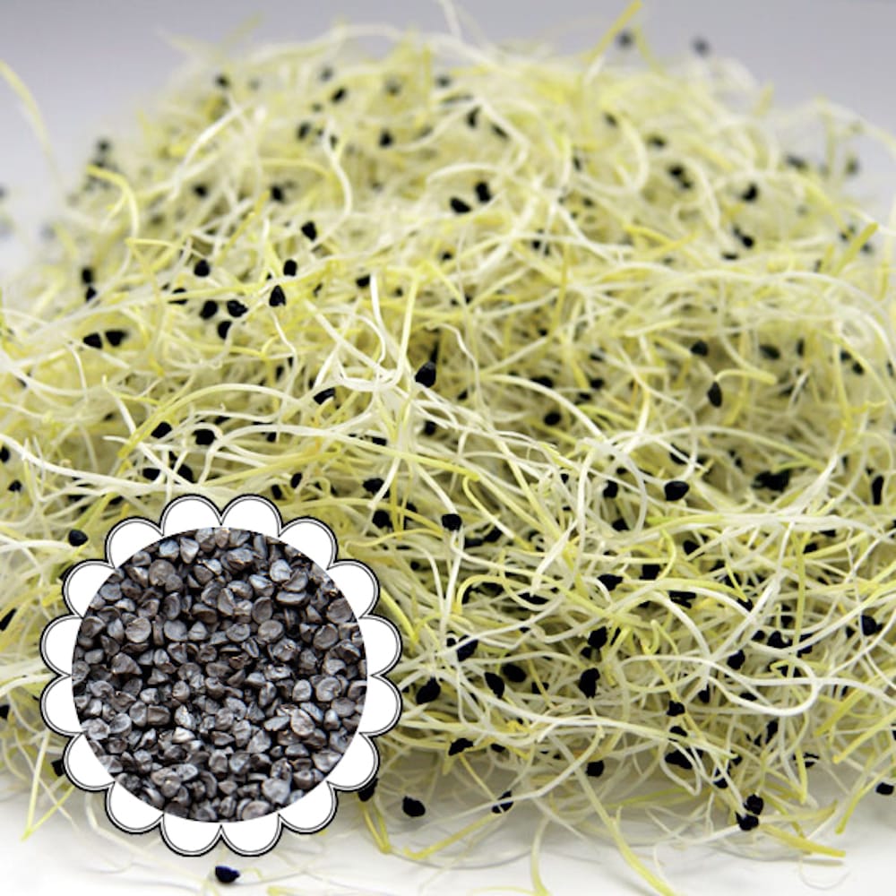 Seminte de germeni BLUMEN BIO Cipolla - Ceapa - imagine 2