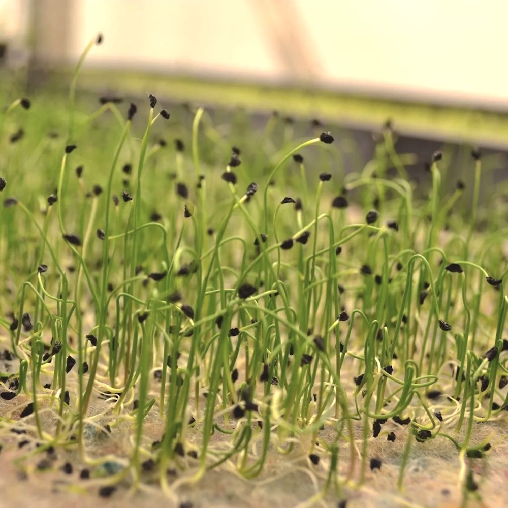 Seminte de germeni BLUMEN BIO Cipolla - Ceapa - imagine 3