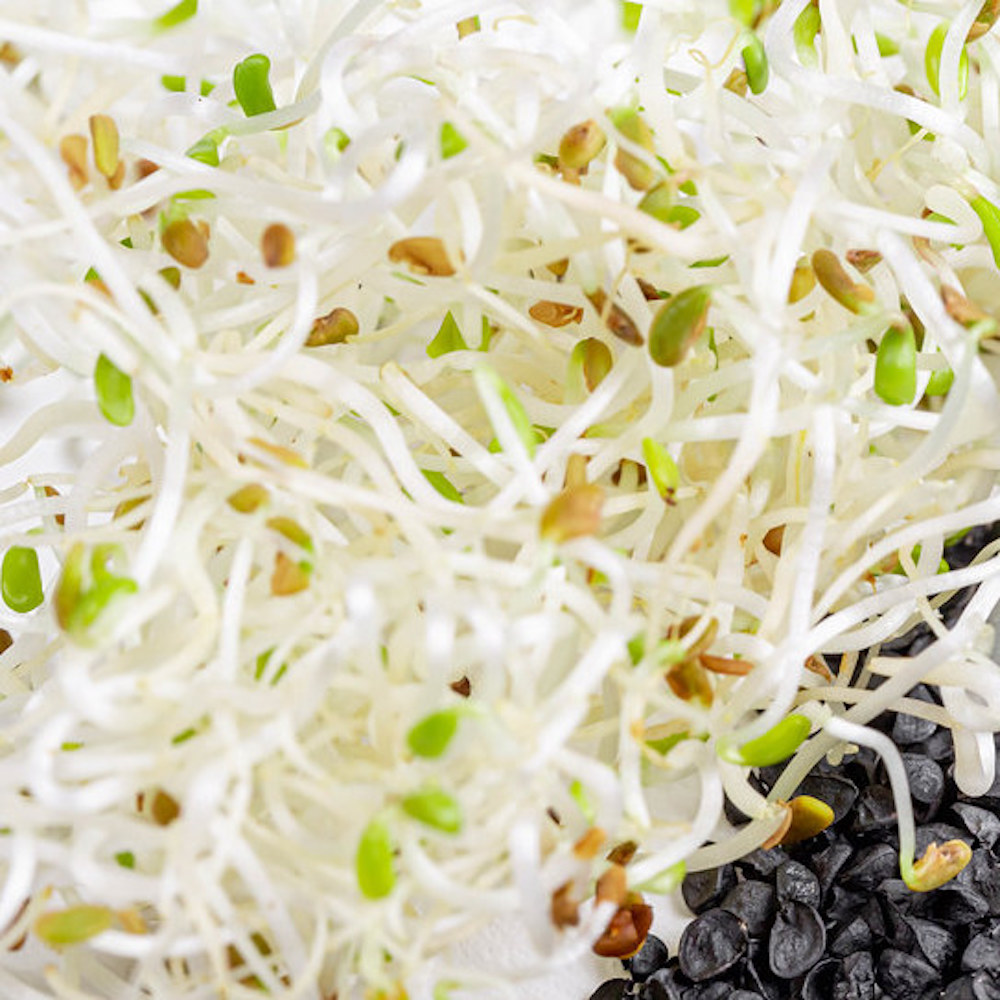 Seminte de germeni BLUMEN BIO Cipolla - Ceapa - imagine 5