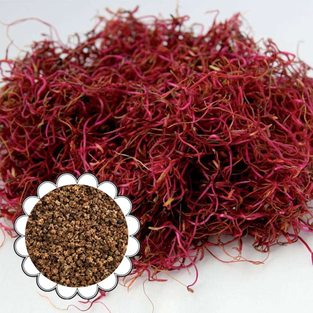 Seminte de germeni BLUMEN BIO Barbabietola Rossa - Sfecla Rosie - imagine 2
