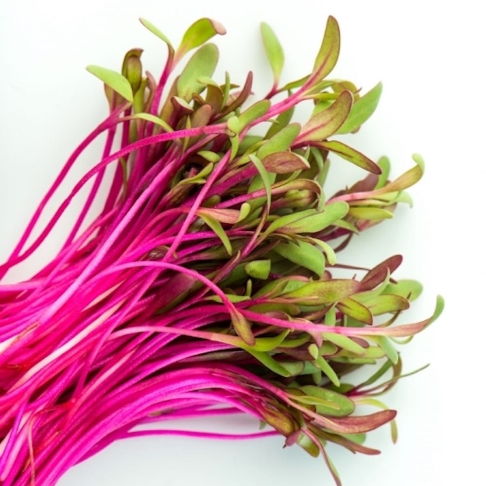 Seminte de germeni BLUMEN BIO Barbabietola Rossa - Sfecla Rosie - imagine 3