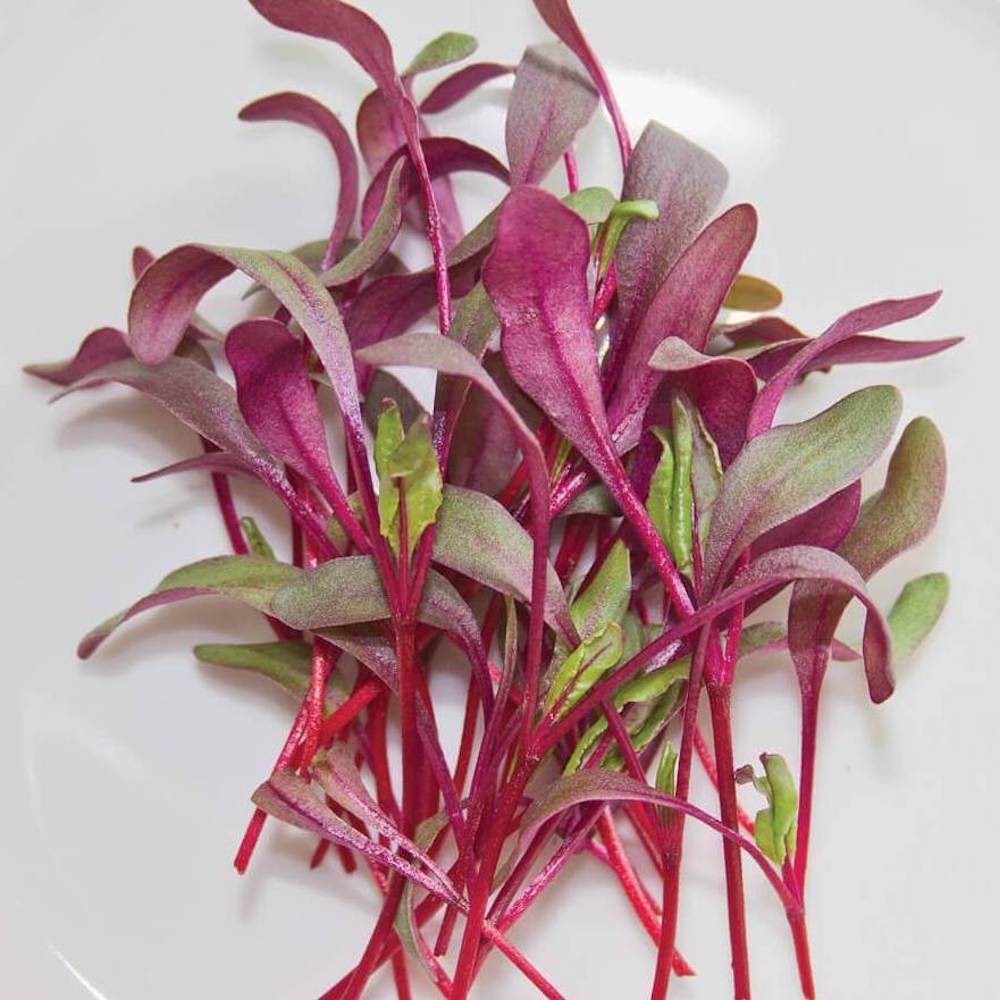 Seminte de germeni BLUMEN BIO Barbabietola Rossa - Sfecla Rosie - imagine 4