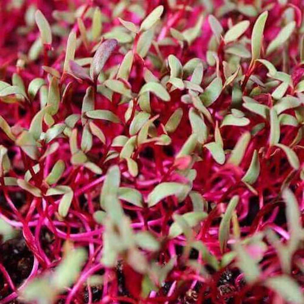 Seminte de germeni BLUMEN BIO Barbabietola Rossa - Sfecla Rosie - imagine 5