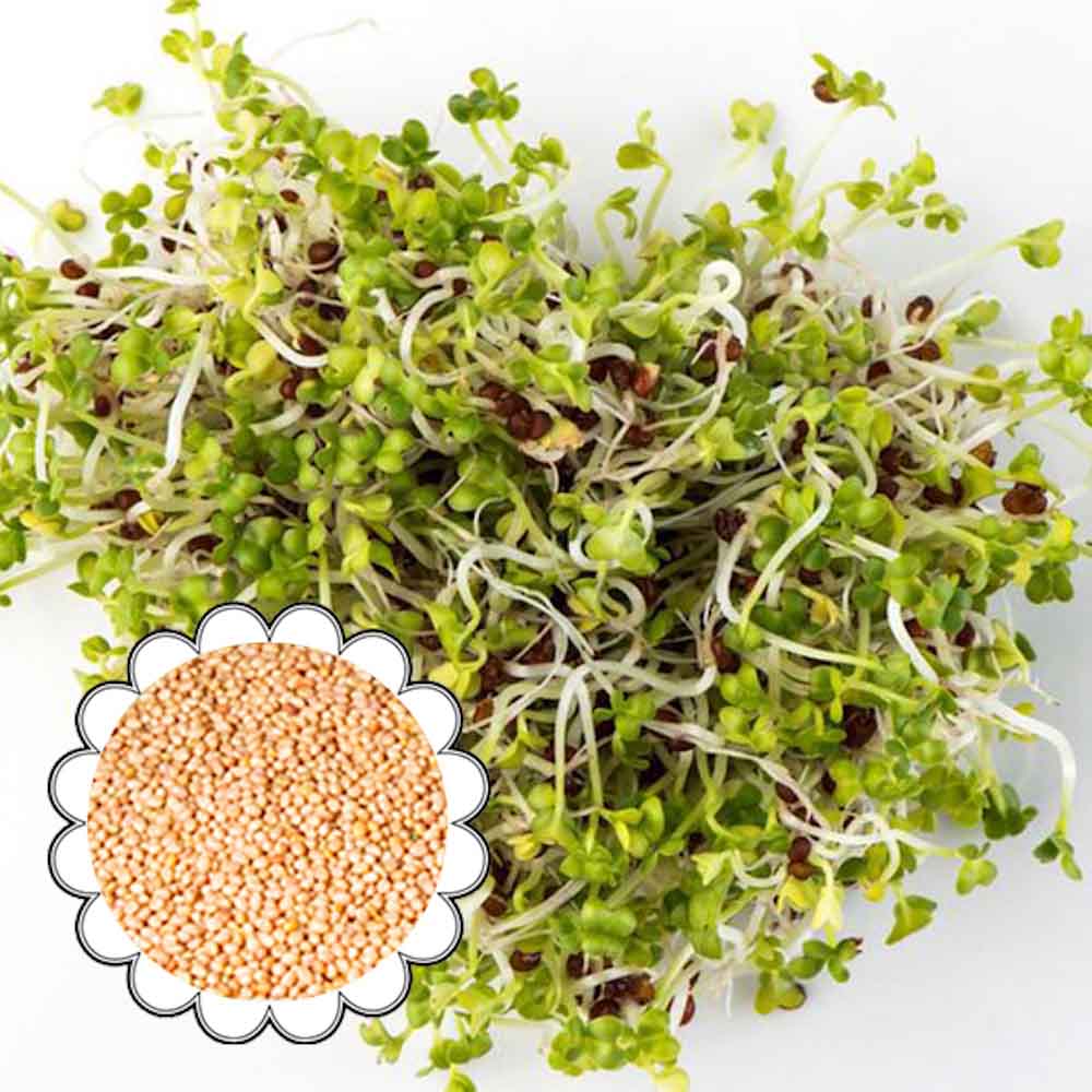 Seminte de germeni BLUMEN BIO Senape - Mustar - imagine 2