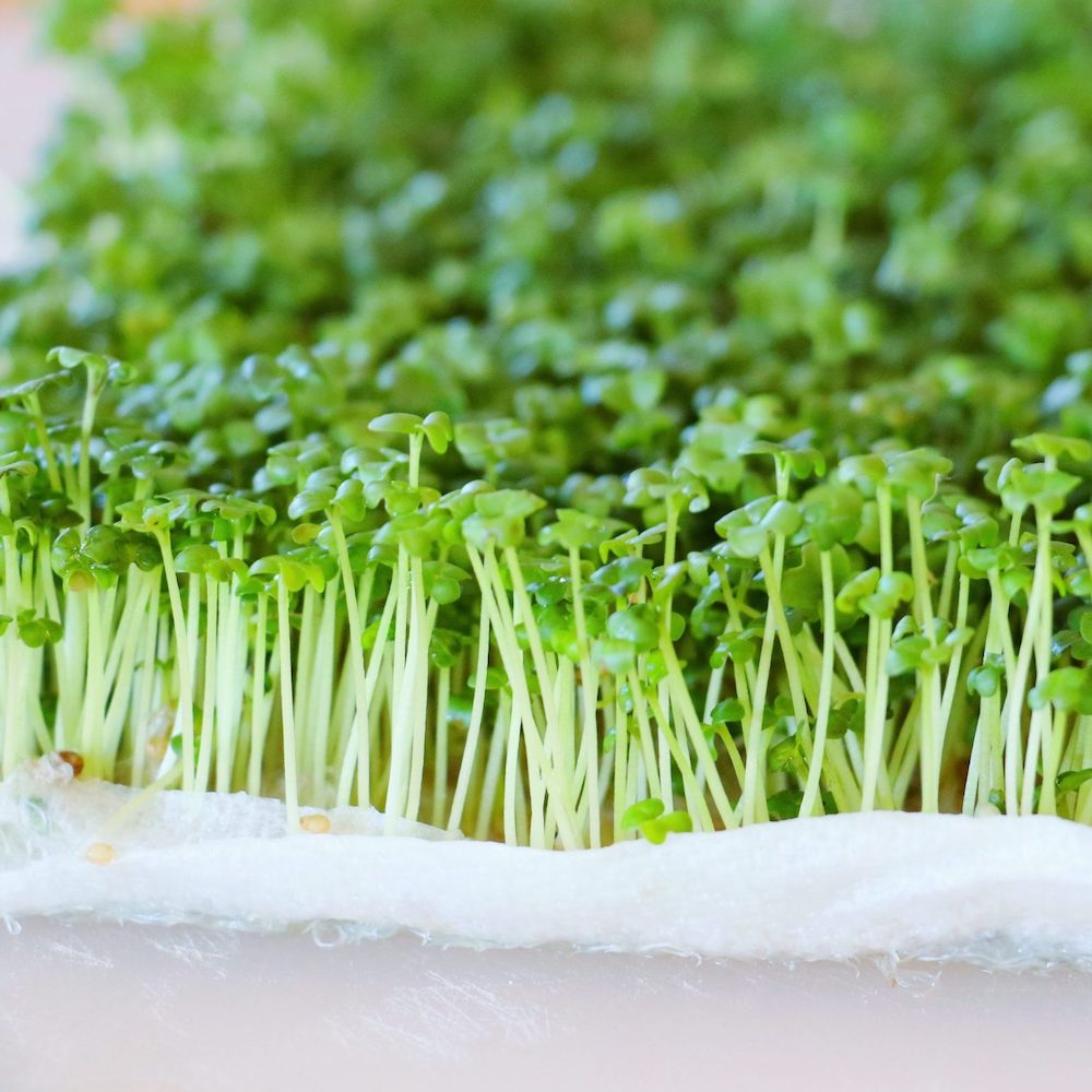 Seminte de germeni BLUMEN BIO Senape - Mustar - imagine 3