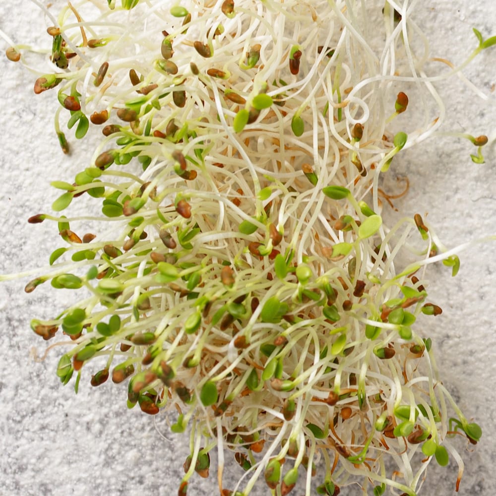 Seminte de germeni BLUMEN BIO Senape - Mustar - imagine 4