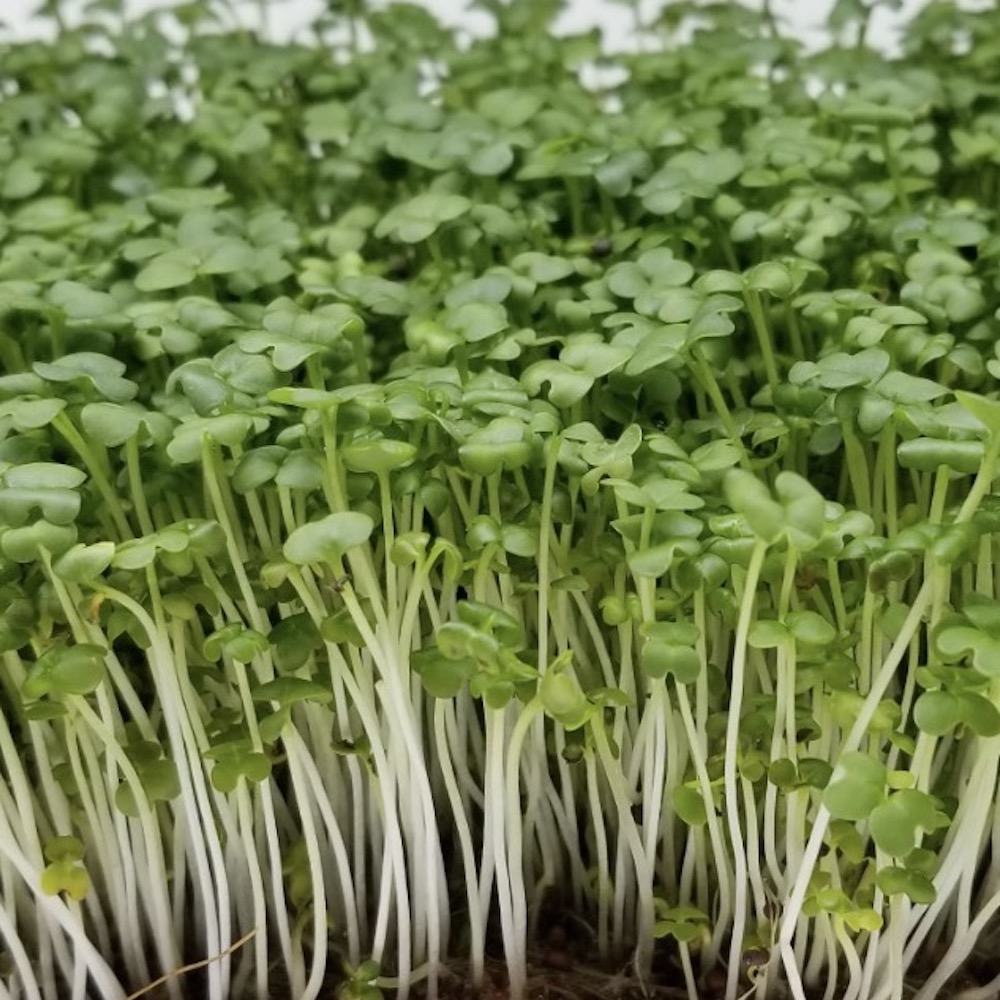 Seminte de germeni BLUMEN BIO Senape - Mustar - imagine 5