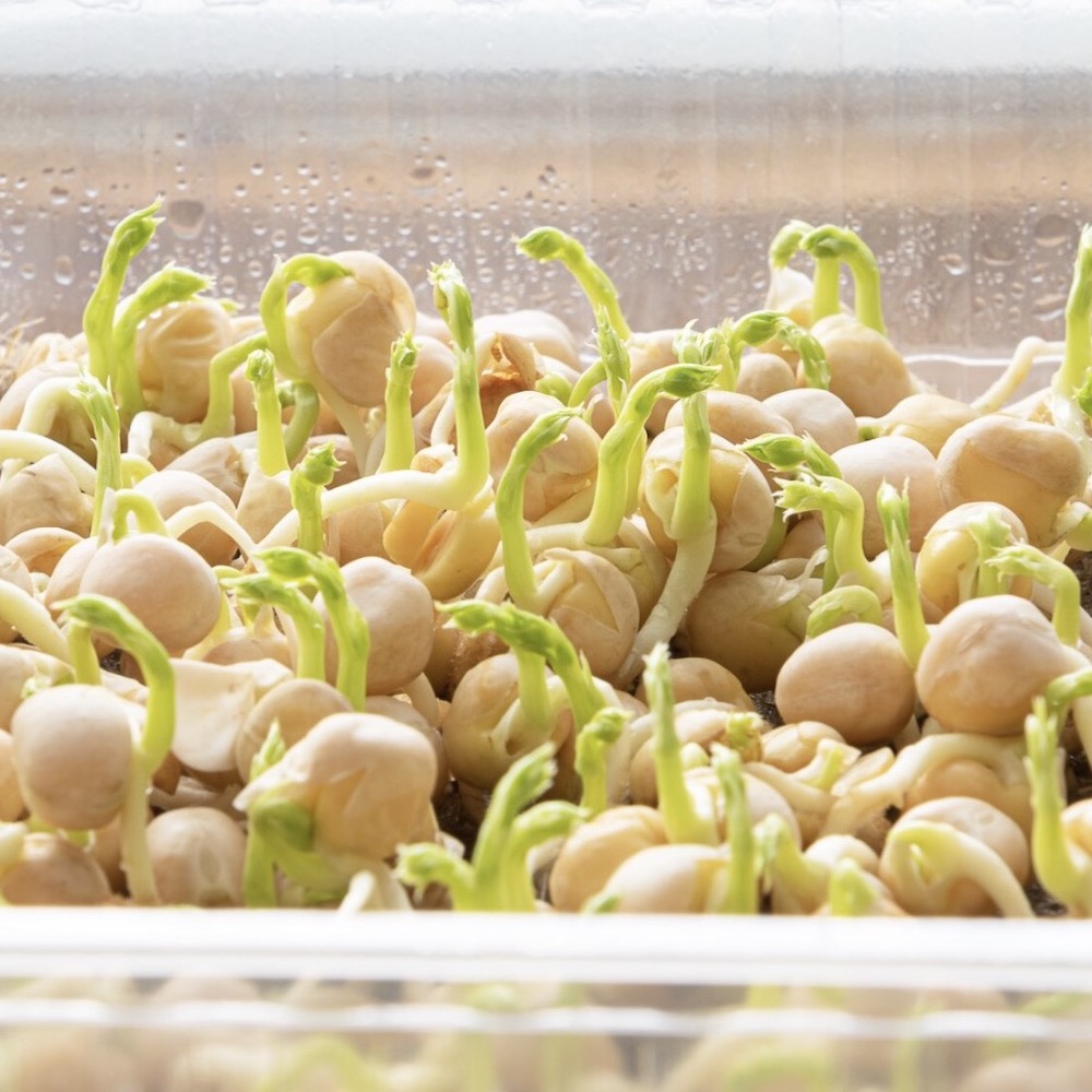 Seminte de germeni BLUMEN BIO Cece - Naut - imagine 2