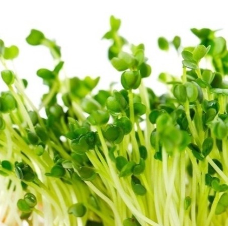 Seminte de microgreen BLUMEN BIO Bietola - Mangold - imagine 2