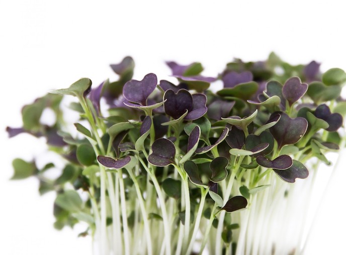 Seminte de microgreen BLUMEN BIO Basilico Rosso - Busuioc rosu - imagine 2